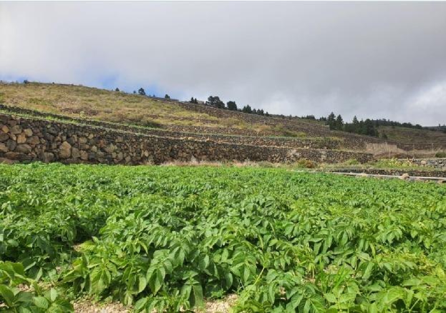  for sale plot San Miguel De Abona Zona Sur 2