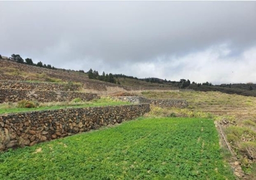 San Miguel De Abona Zona Sur plot foto 6305457