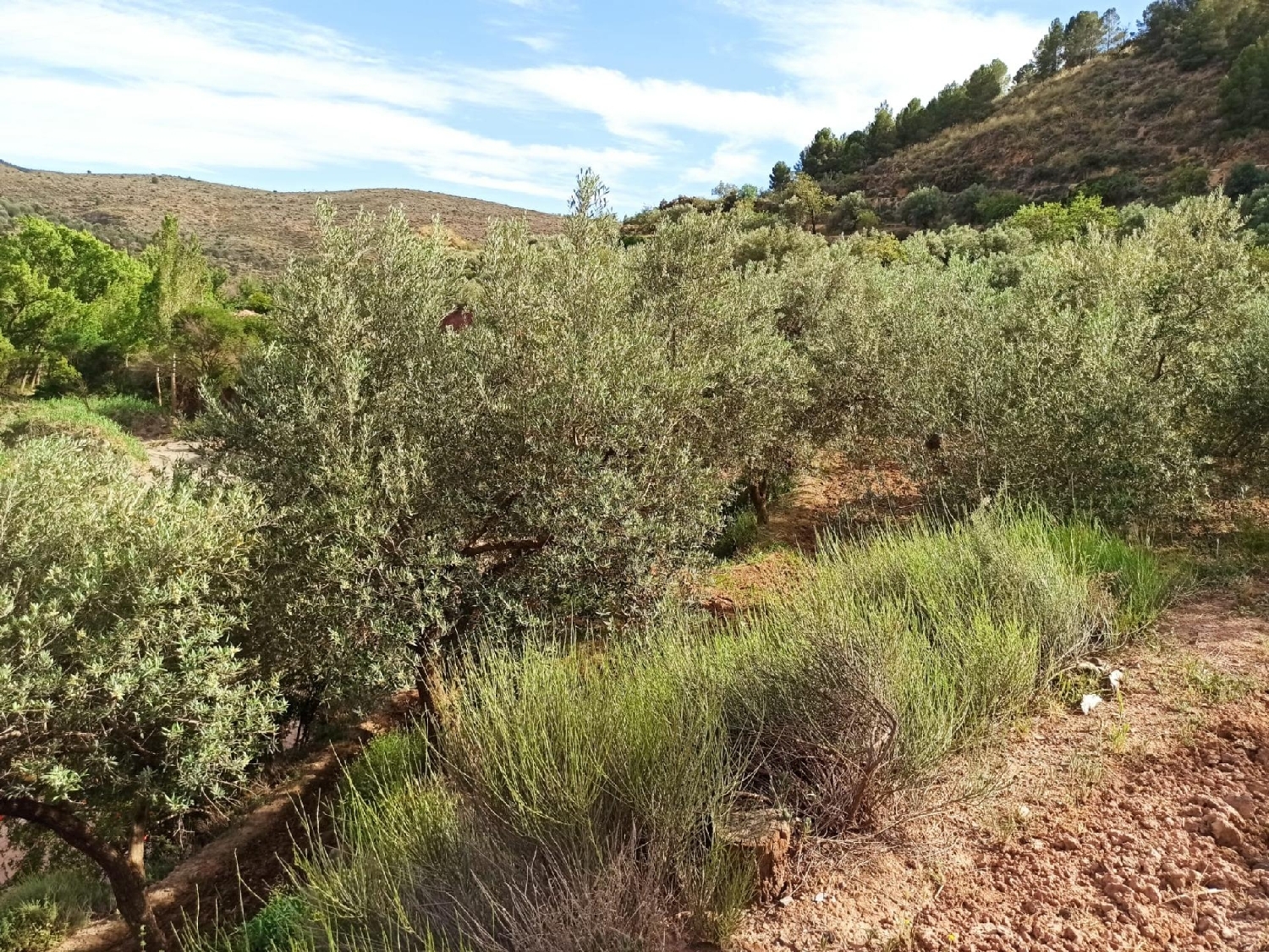  till salu tomt Ventas De Alcolea Mancha Del Júcar 3