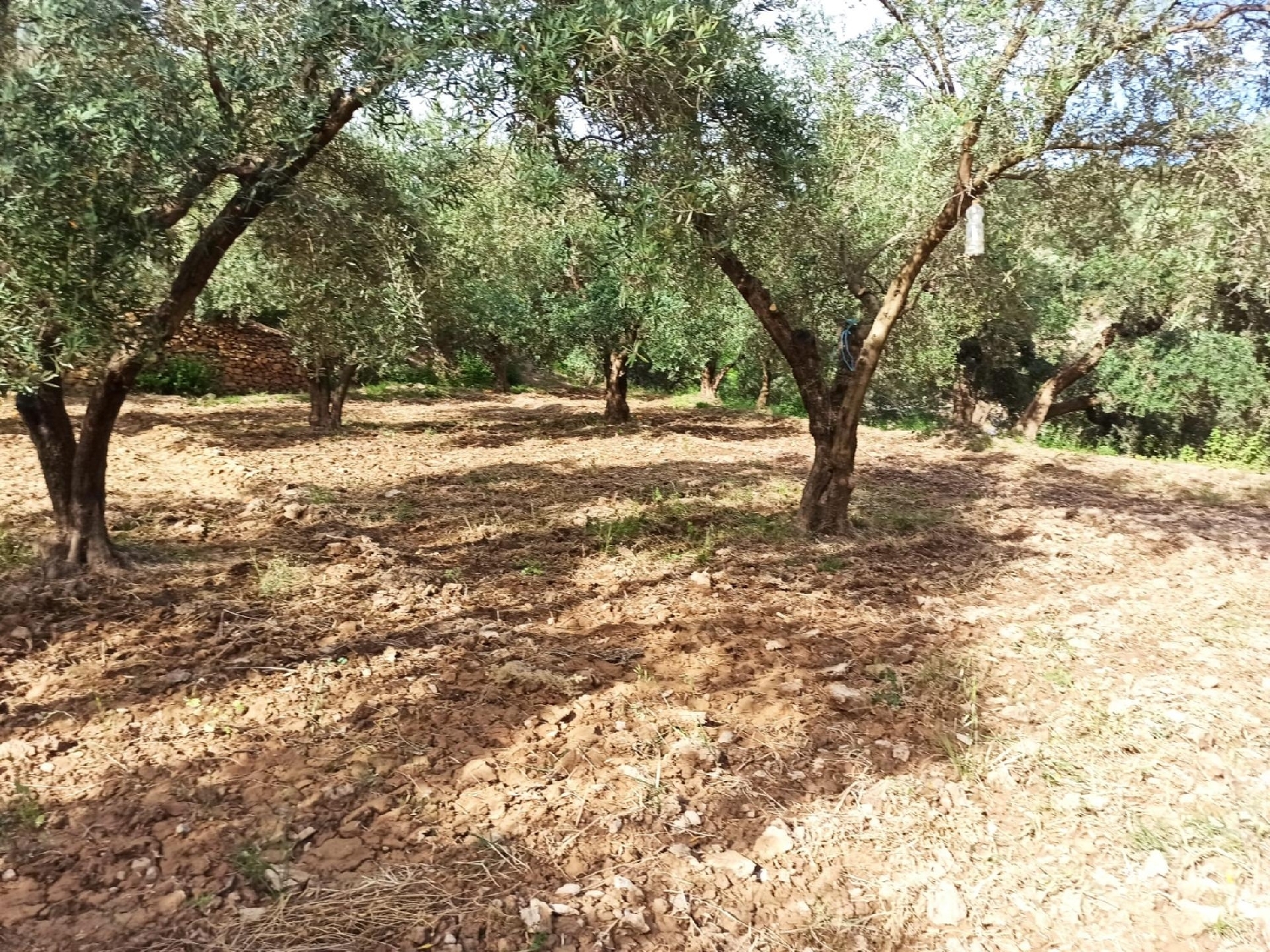 till salu tomt Ventas De Alcolea Mancha Del Júcar 6