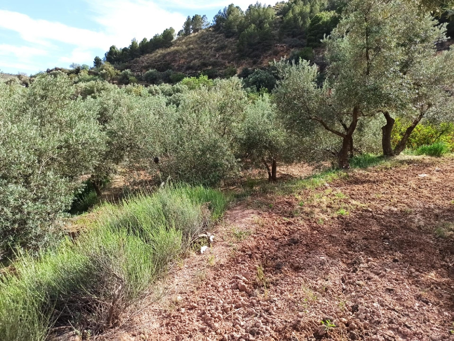  till salu tomt Ventas De Alcolea Mancha Del Júcar 5