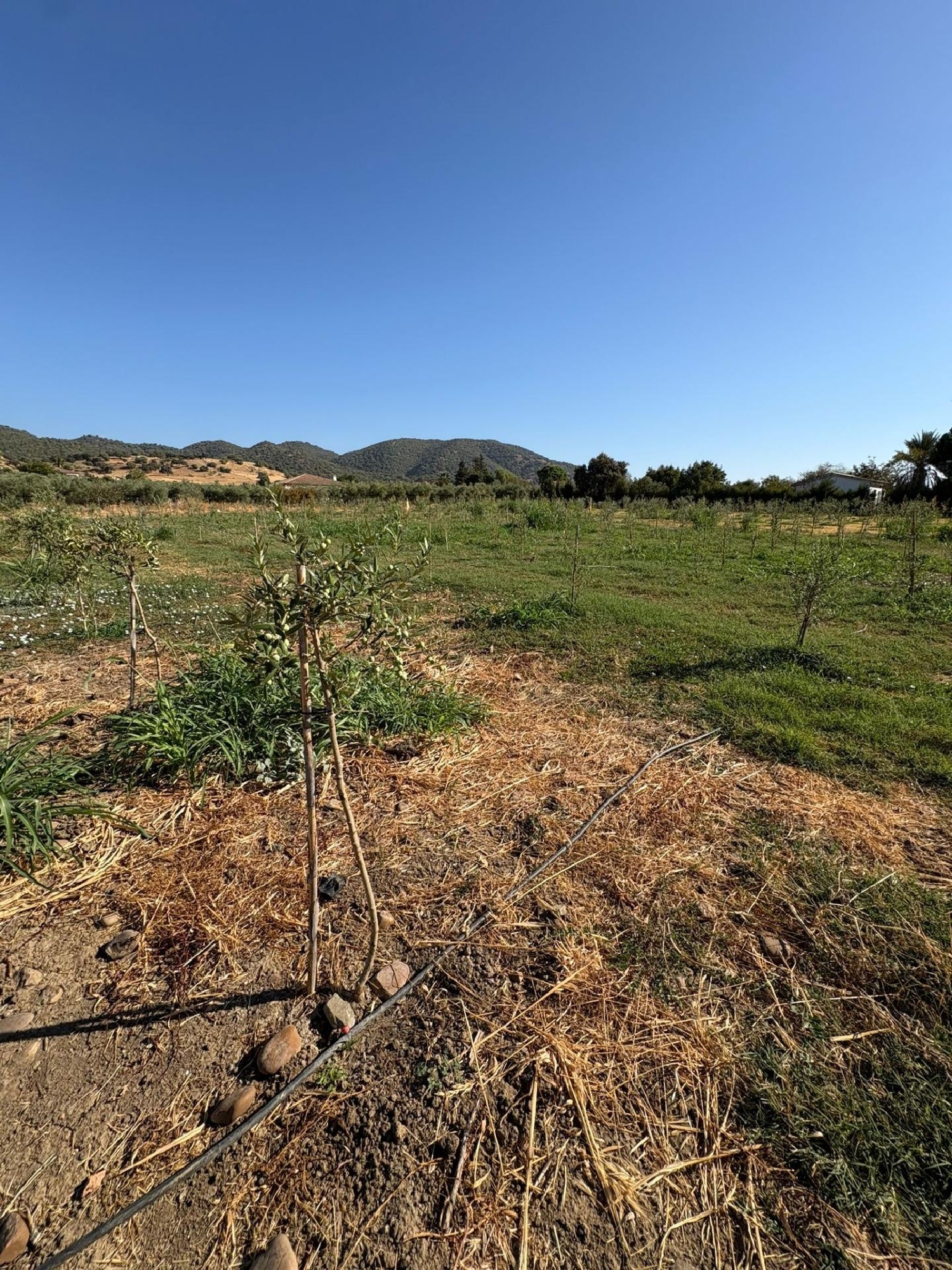  te koop perceel Villafranca De Córdoba Alto Guadalquivir 6