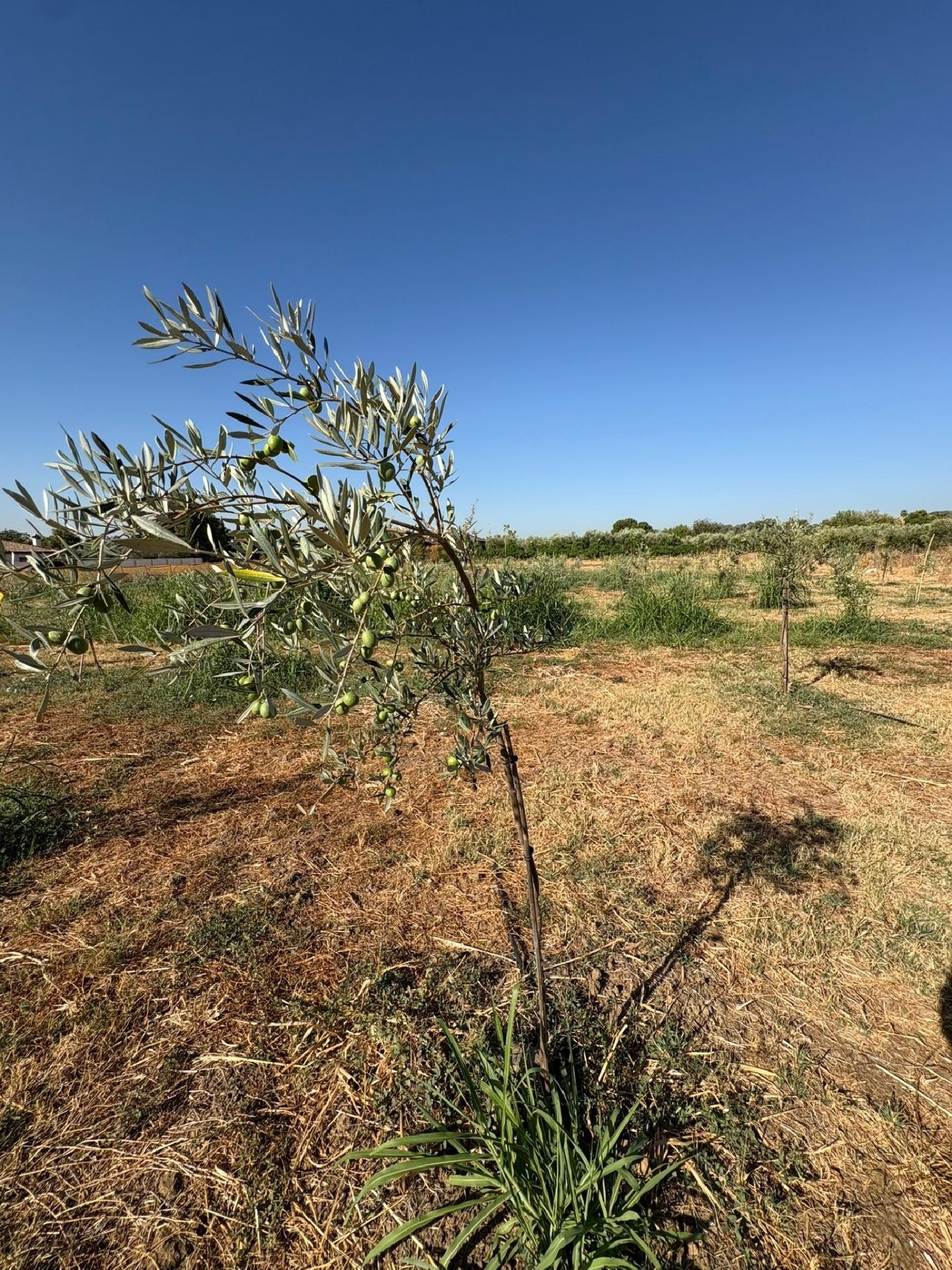  te koop perceel Villafranca De Córdoba Alto Guadalquivir 8