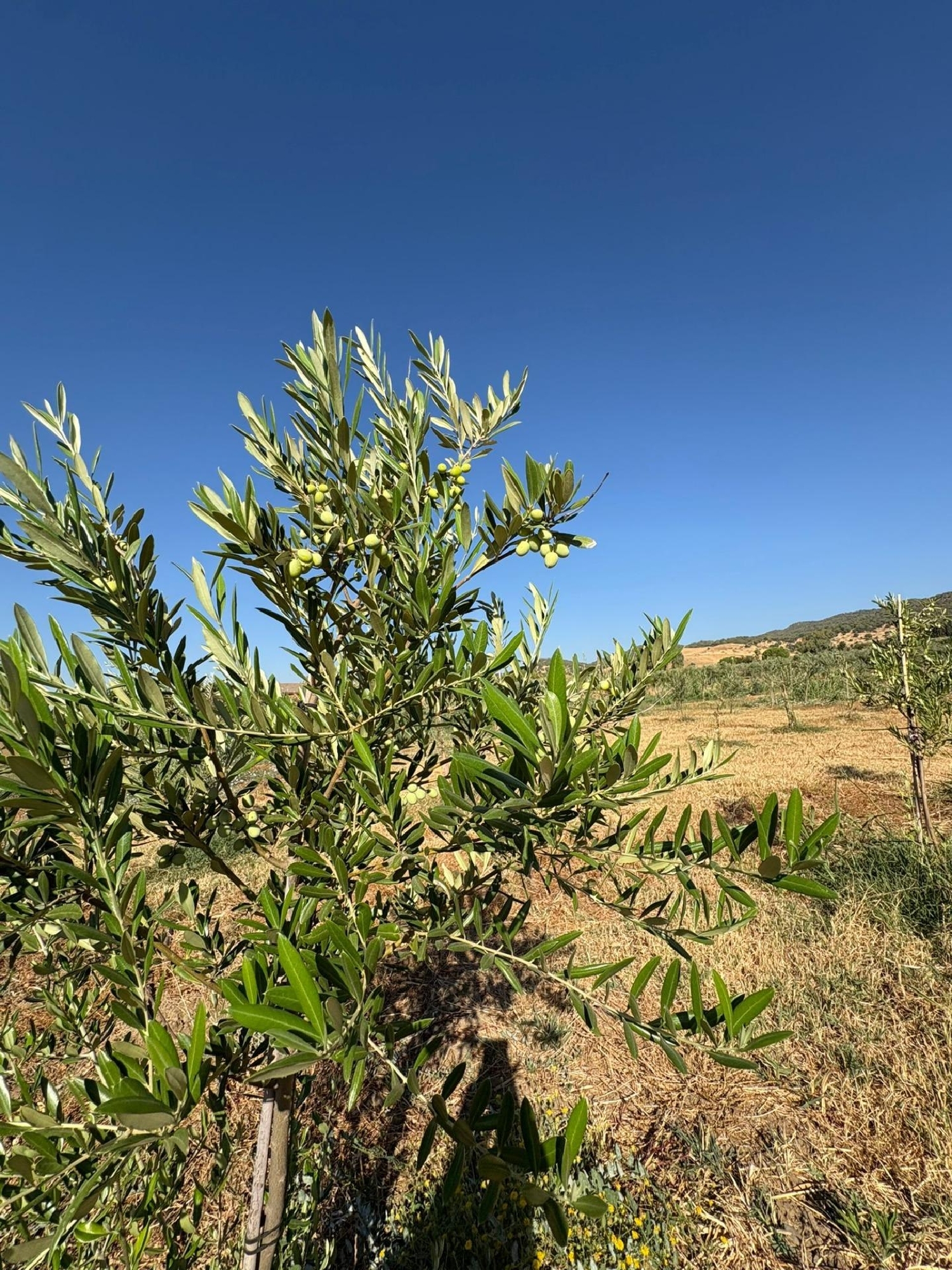  te koop perceel Villafranca De Córdoba Alto Guadalquivir 5