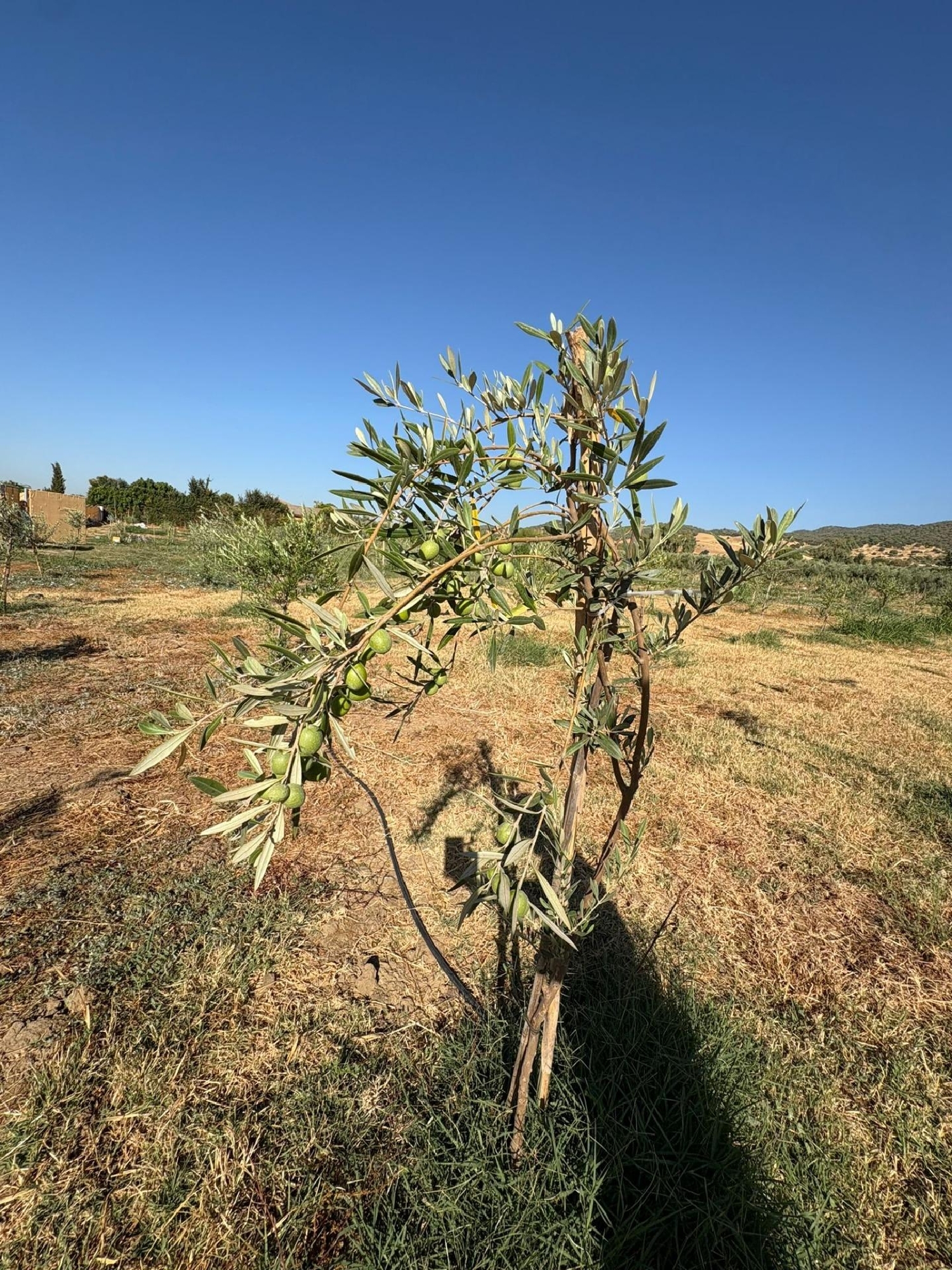 te koop perceel Villafranca De Córdoba Alto Guadalquivir 3