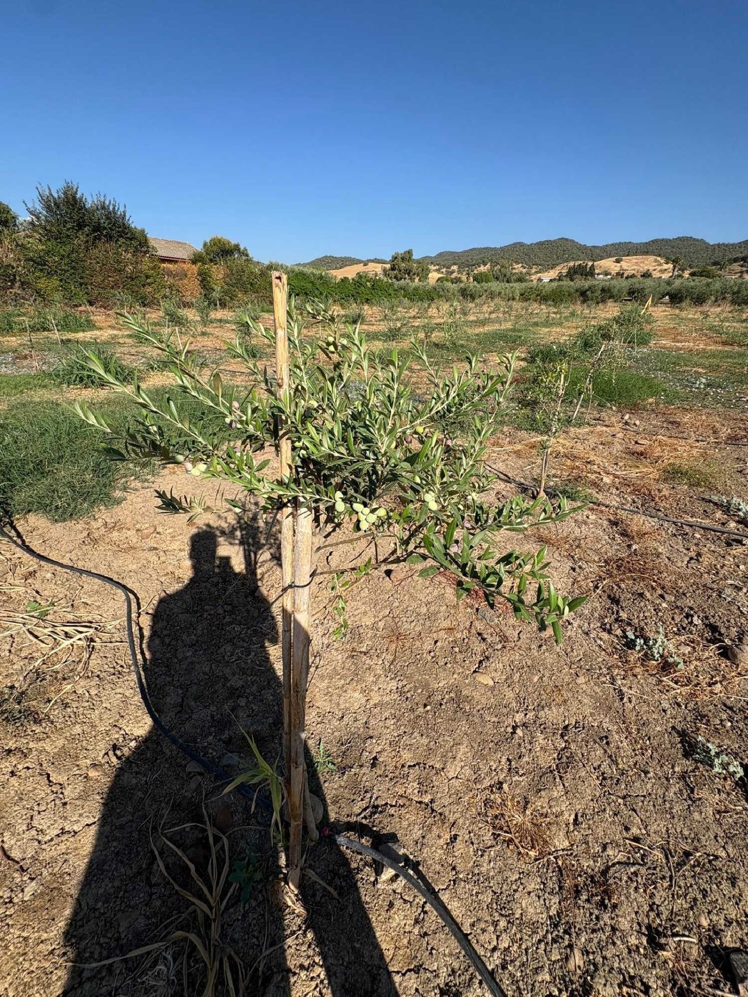  te koop perceel Villafranca De Córdoba Alto Guadalquivir 7