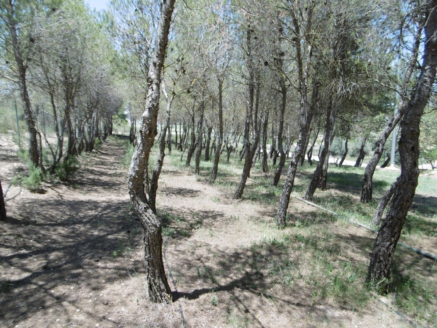  for sale villa Yecla Altiplano 24