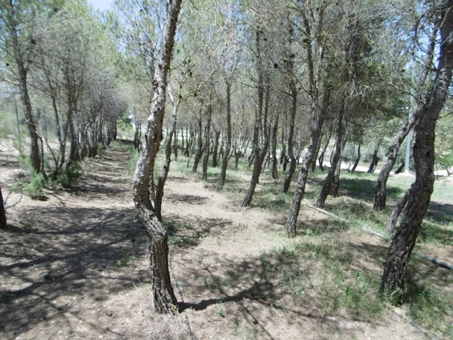  à vendre villa Yecla Altiplano 7