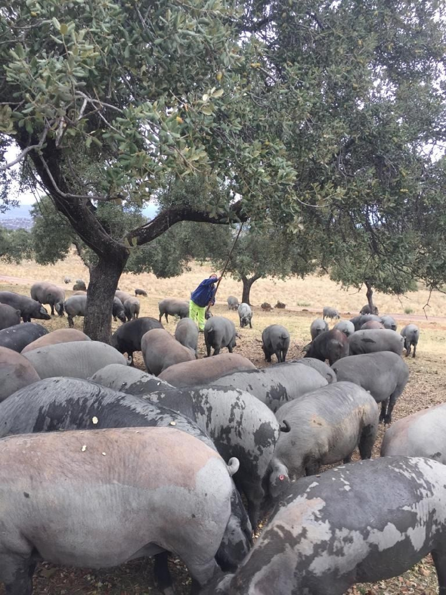  te koop boerderij Almadén De La Plata Sierra Norte 4