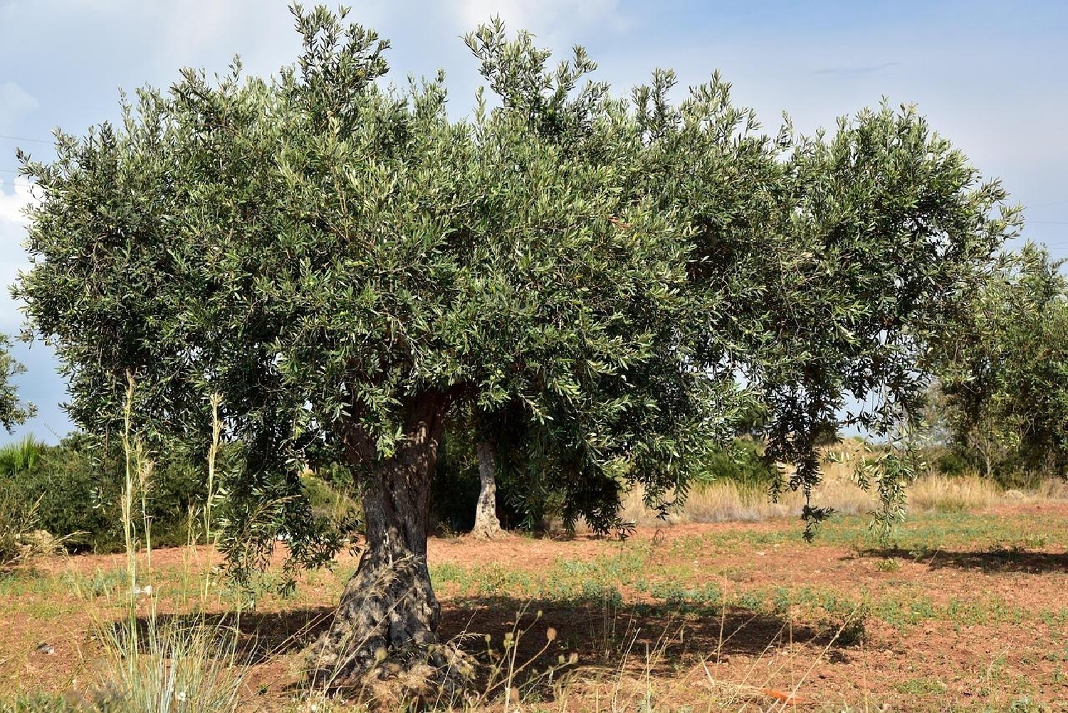 en venta finca rústica Amposta Montsià 1