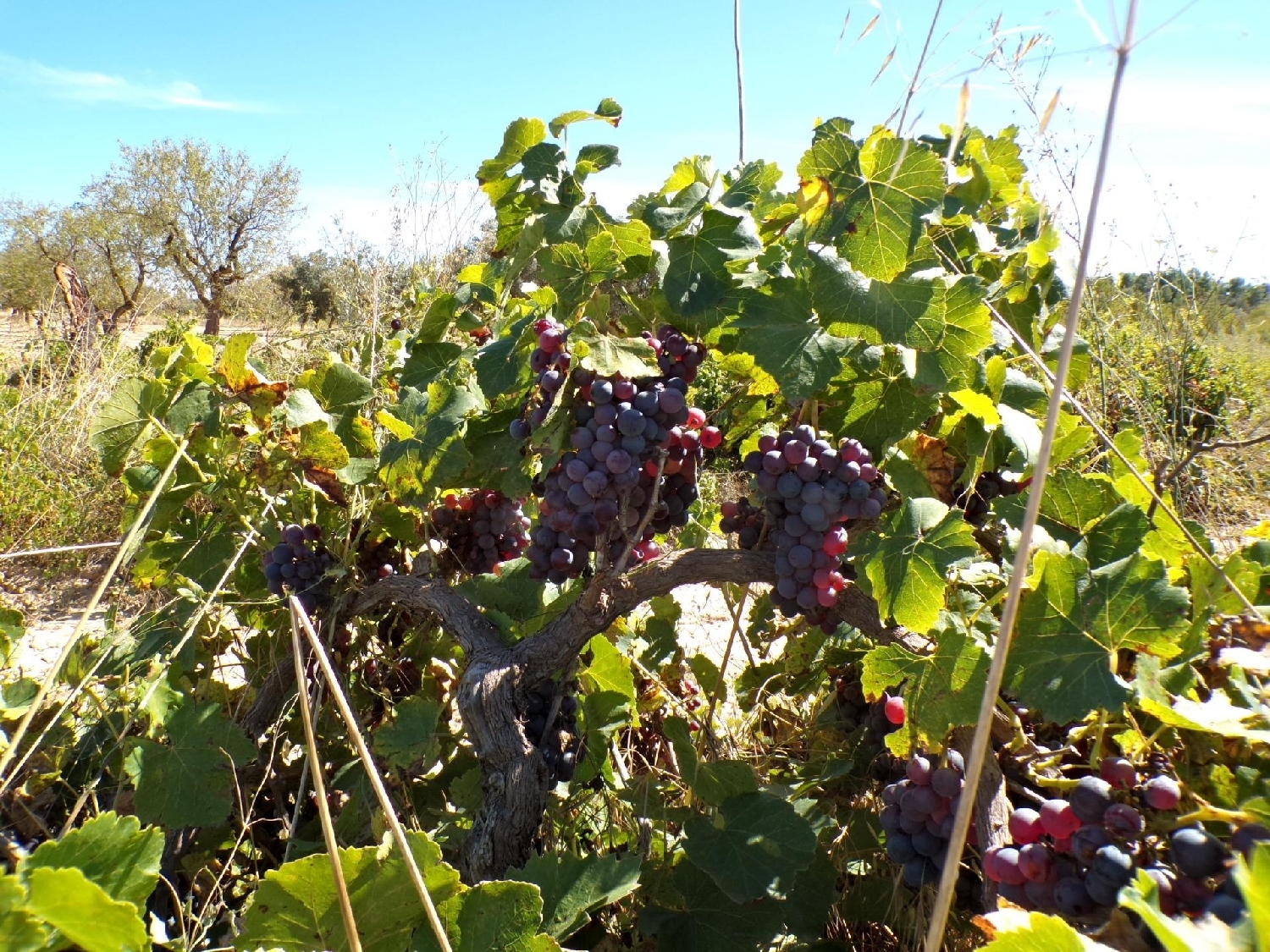 kaufen Landhaus Calaceite Matarraña 5