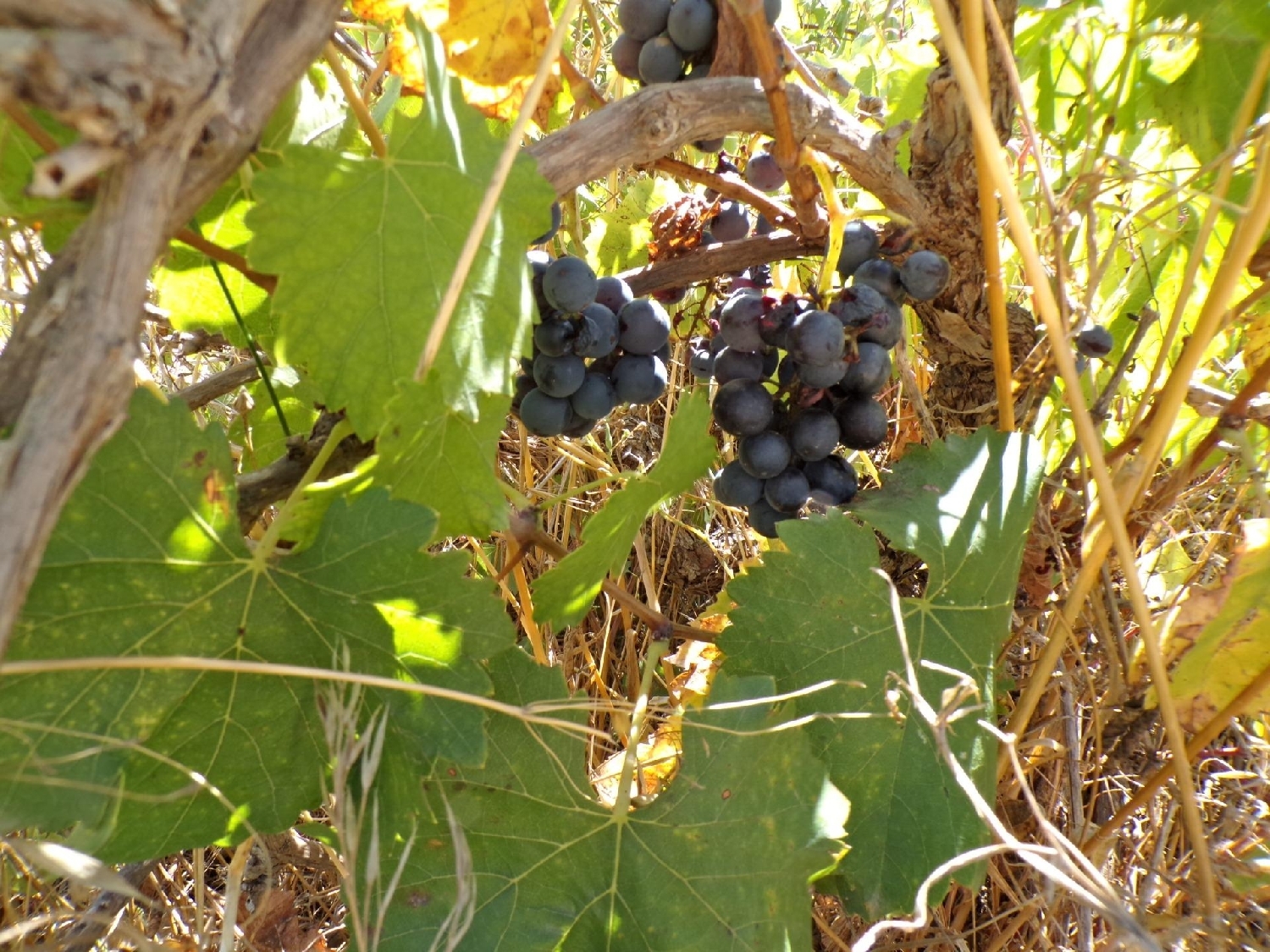  kaufen Landhaus Calaceite Matarraña 6