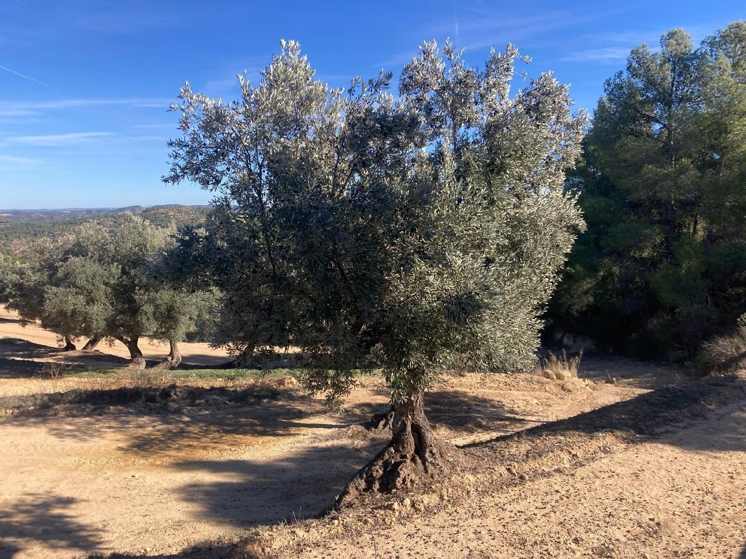  à vendre maison de campagne Calaceite Matarraña 8