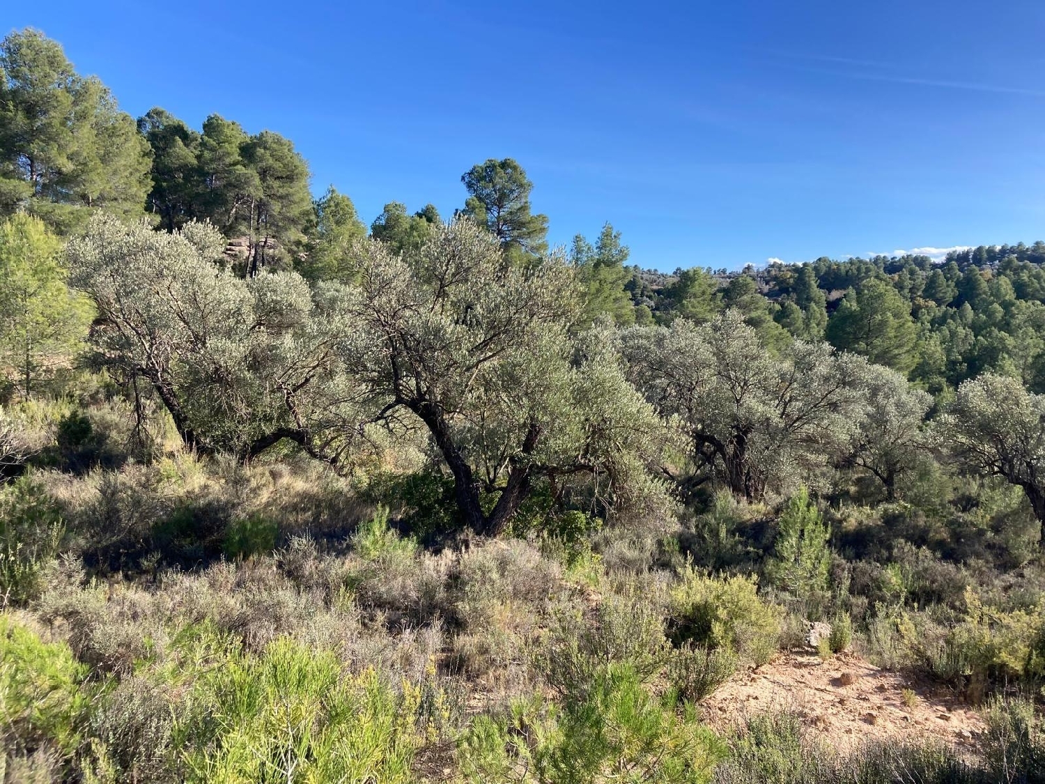  kaufen Landhaus Calaceite Matarraña 1