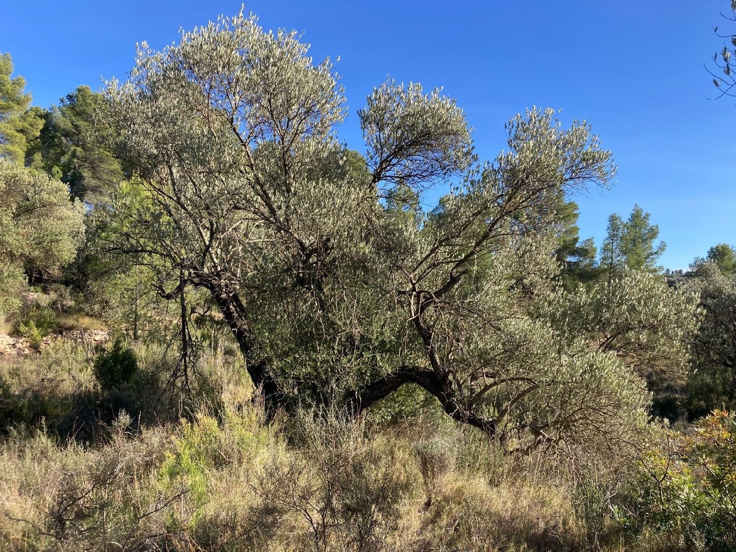  kaufen Landhaus Calaceite Matarraña 2