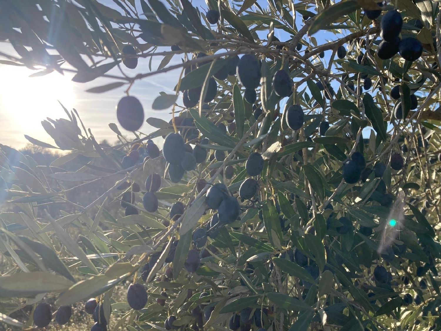  kaufen Landhaus Calaceite Matarraña 6