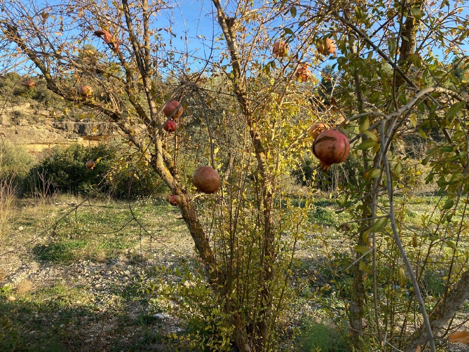  kaufen Landhaus Calaceite Matarraña 8
