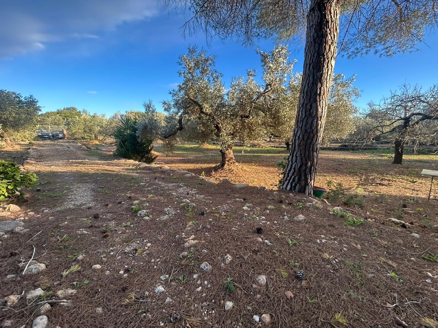  en venta finca rústica Camarles Baix Ebre 8