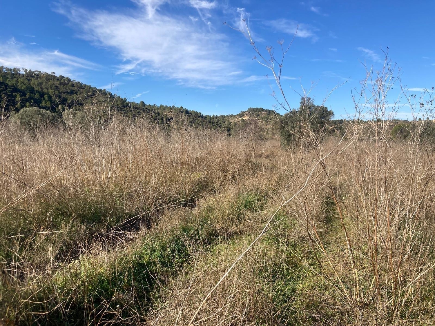  en venta finca rústica Caseres Terra Alta 4