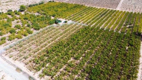 Cieza Vega Alta Del Segura hus på landet foto 6338842
