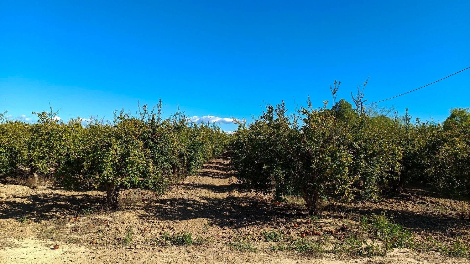 te koop boerderij Crevillent Baix Vinalopó 6