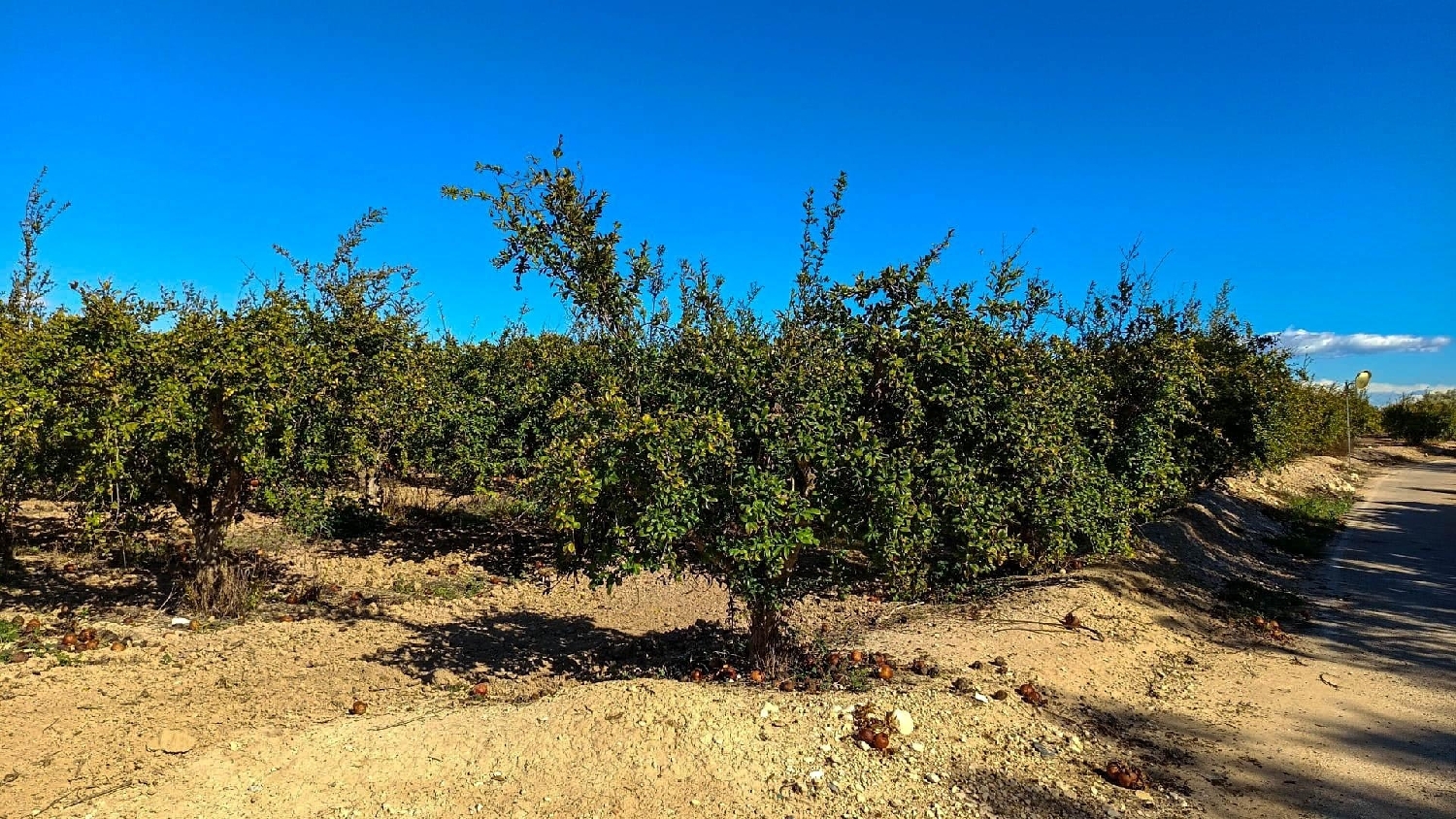 te koop boerderij Crevillent Baix Vinalopó 7