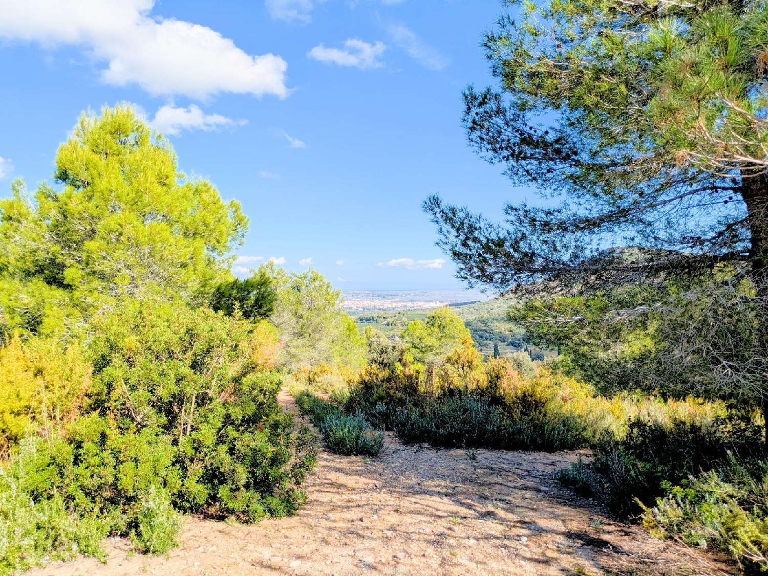  en venta finca rústica Freginals Montsià 8