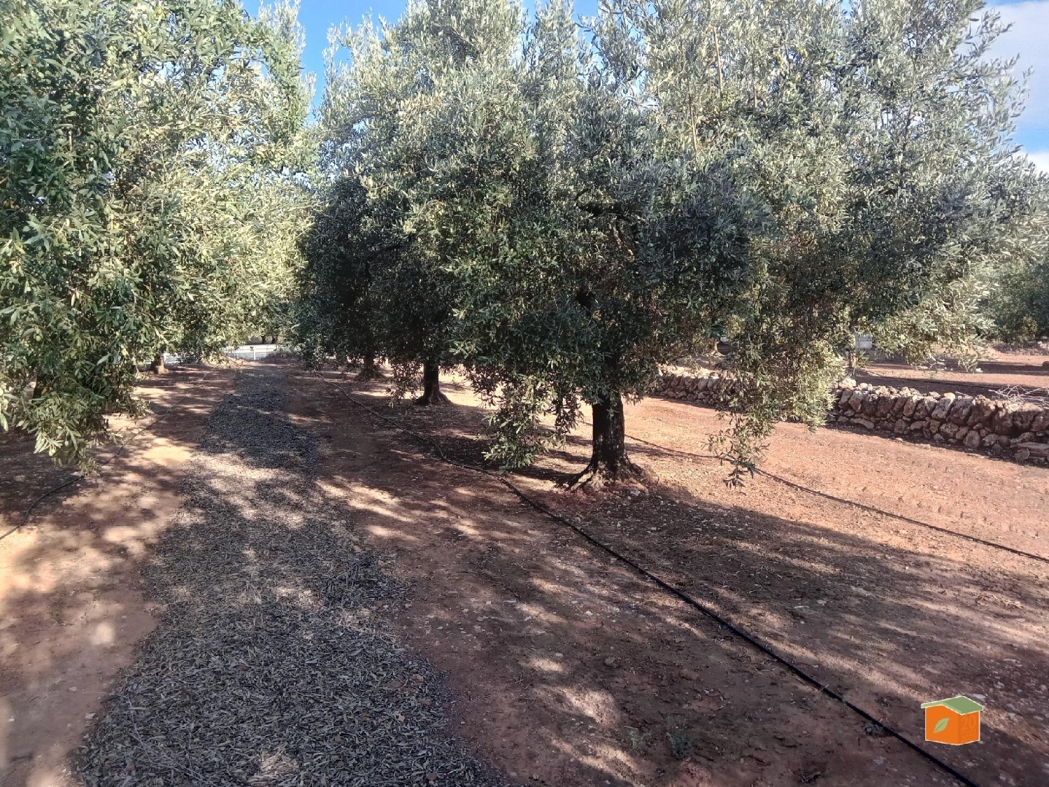  à vendre maison de campagne Freginals Montsià 3