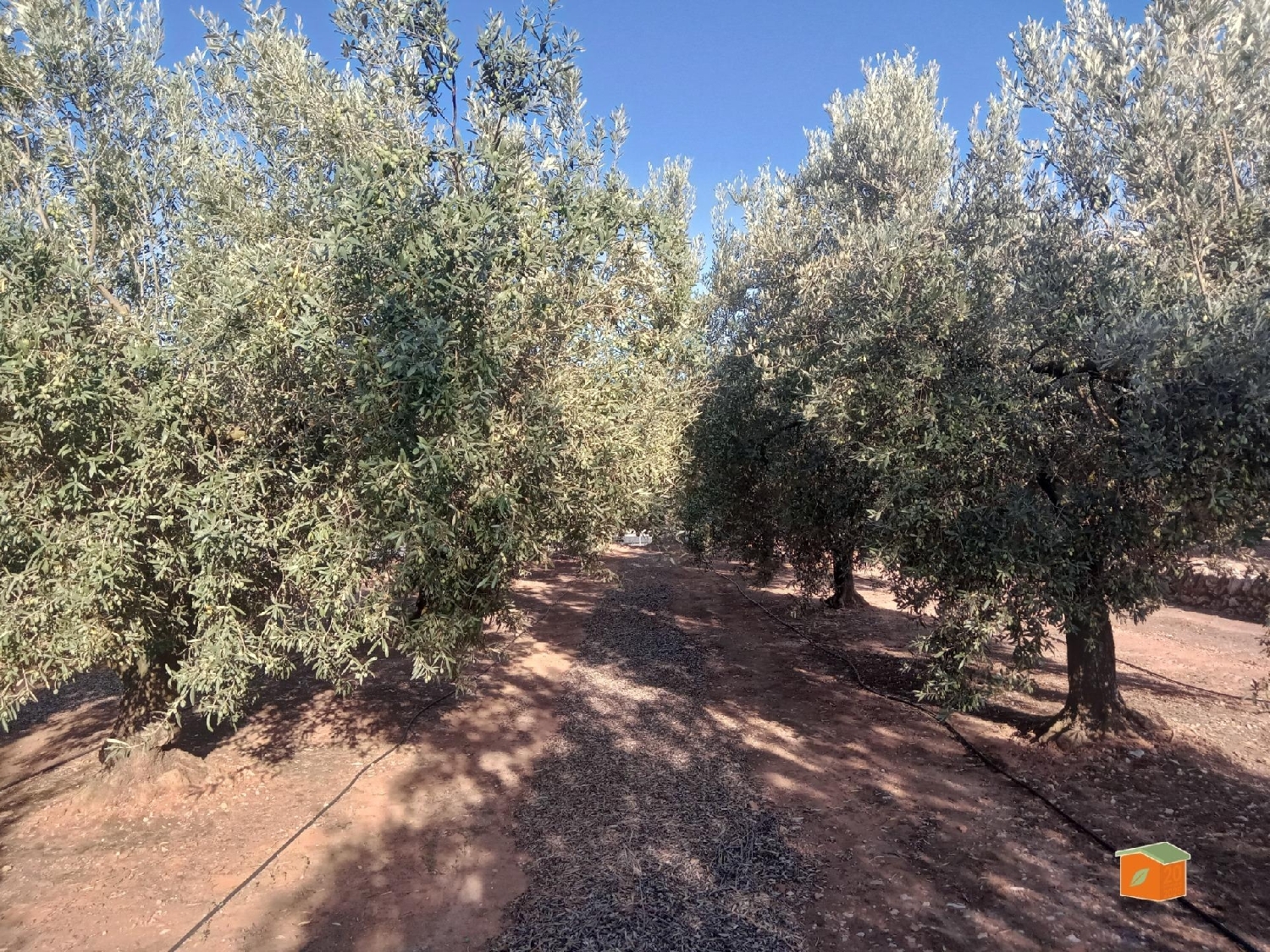  à vendre maison de campagne Freginals Montsià 4