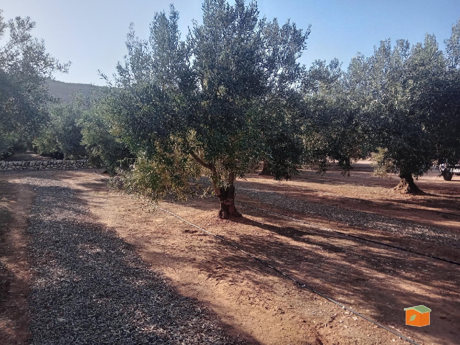  à vendre maison de campagne Freginals Montsià 6