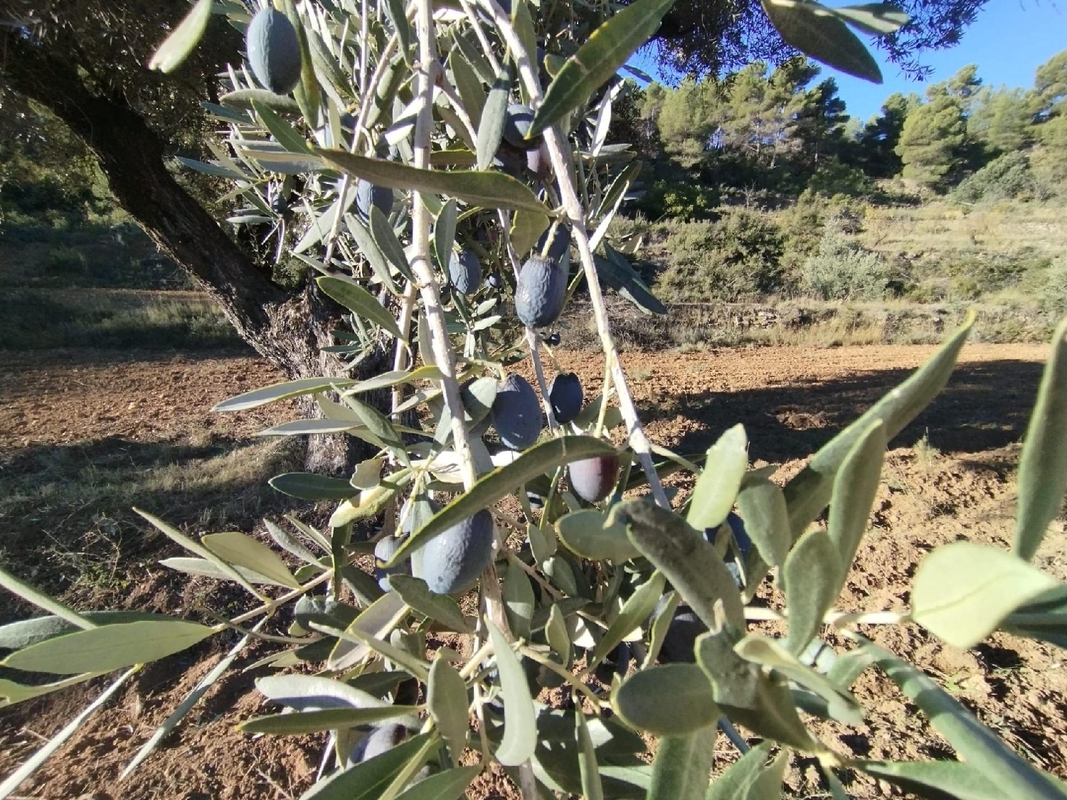  à vendre maison de campagne La Fresneda Matarraña 6