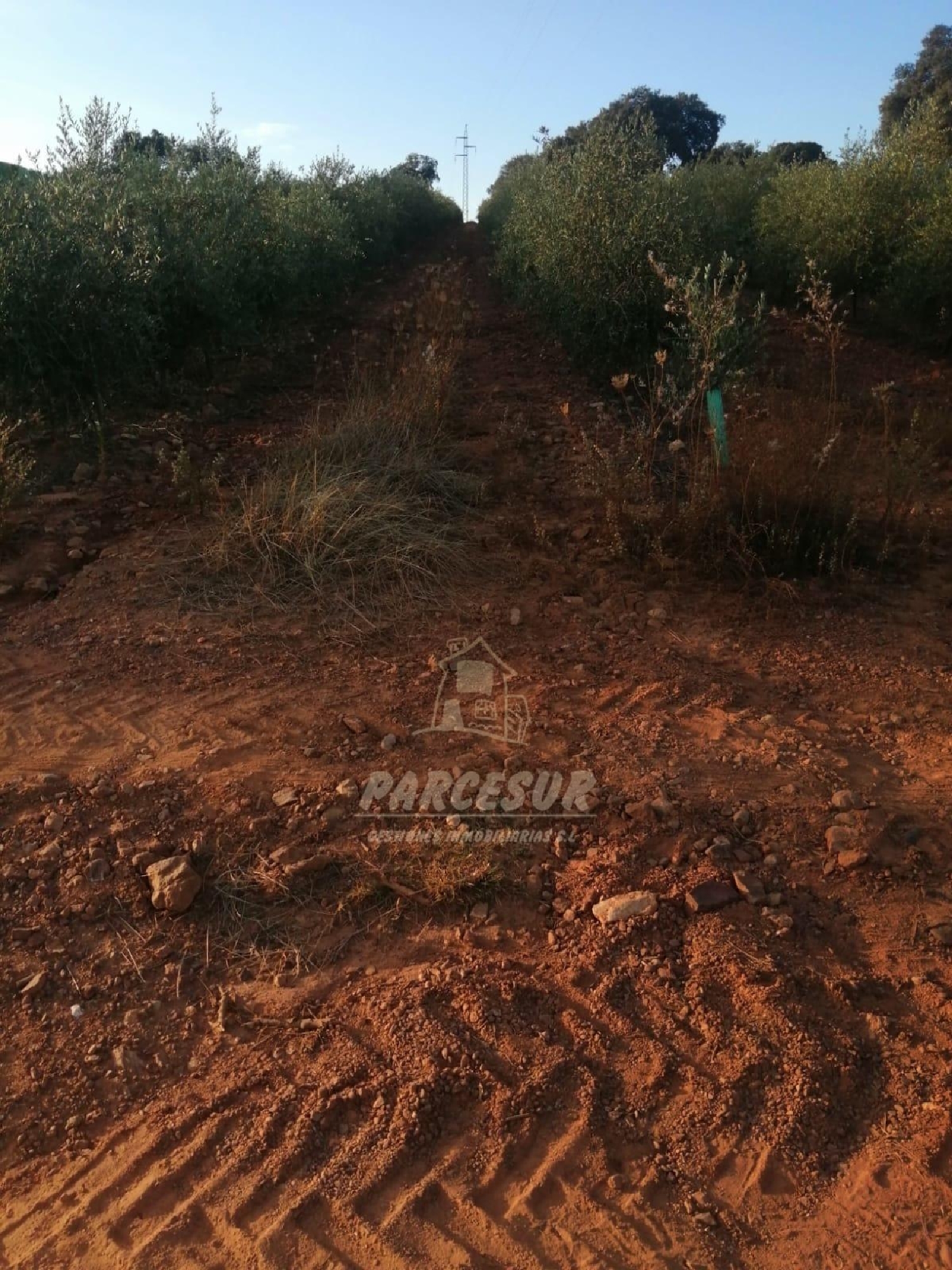 for sale country house La Granjuela Valle Del Guadiato 7