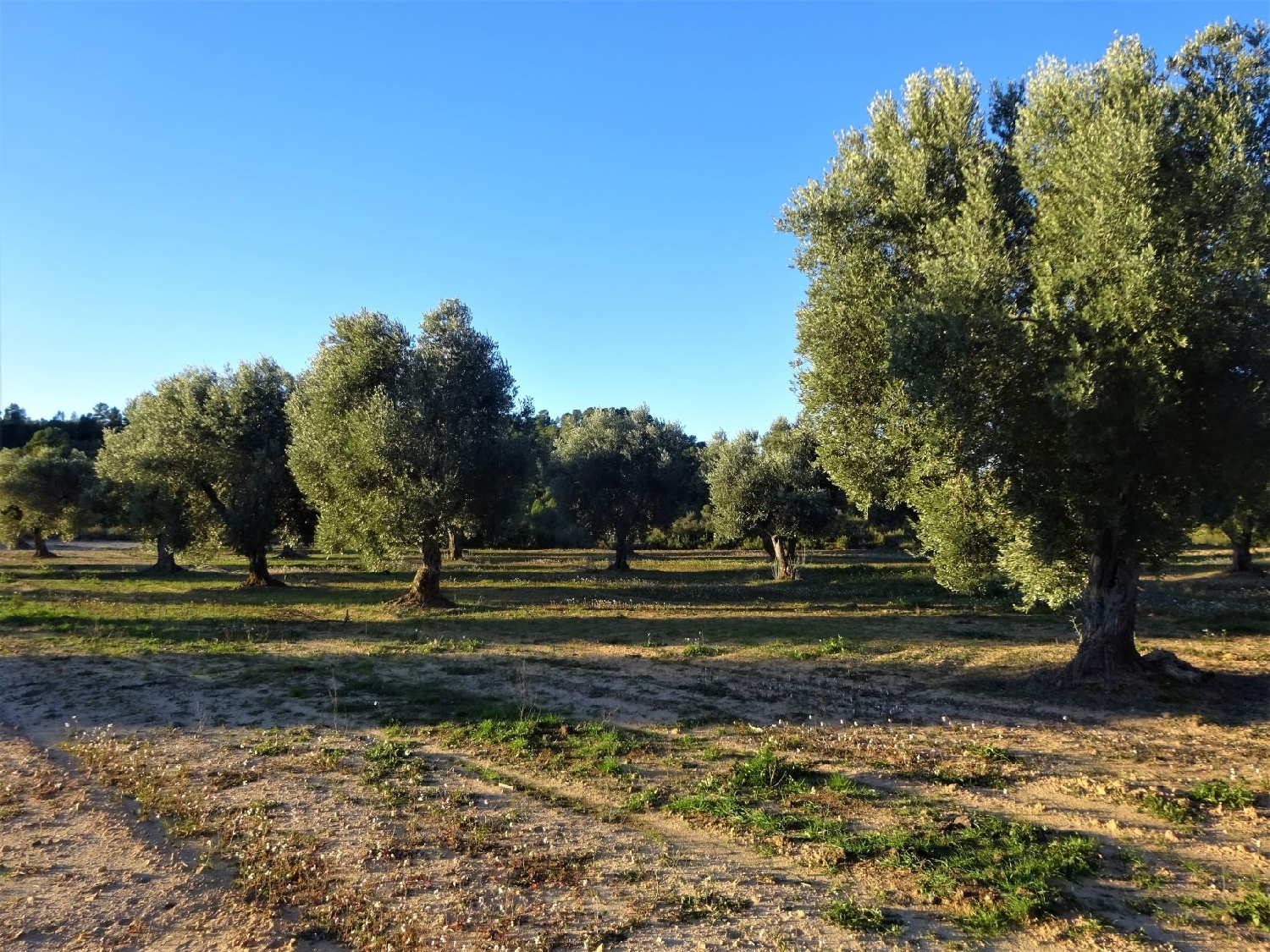  te koop boerderij Maella Bajo Aragón-Caspe 3