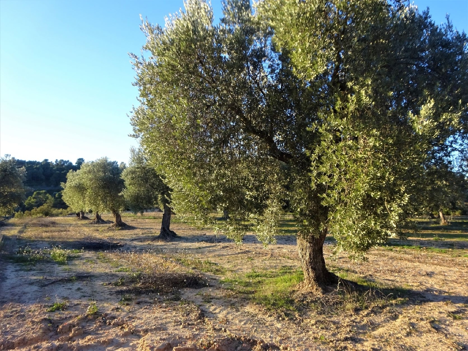  te koop boerderij Maella Bajo Aragón-Caspe 2