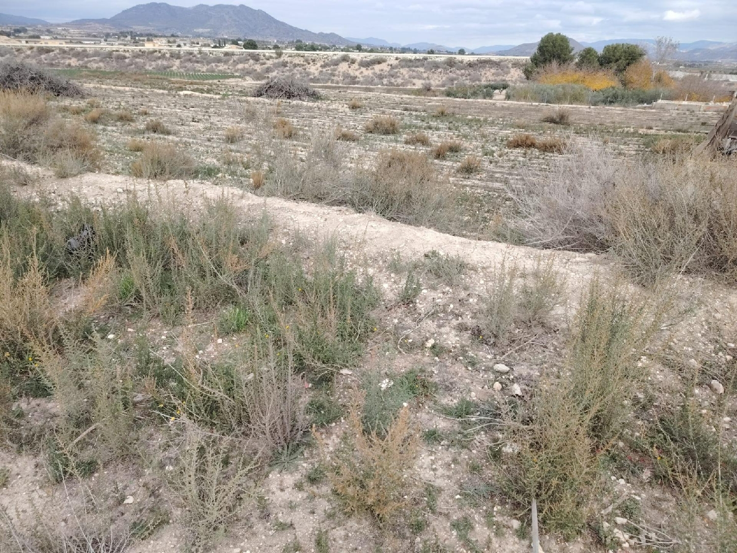  à vendre maison de campagne Novelda Vinalopó Mitjà 3