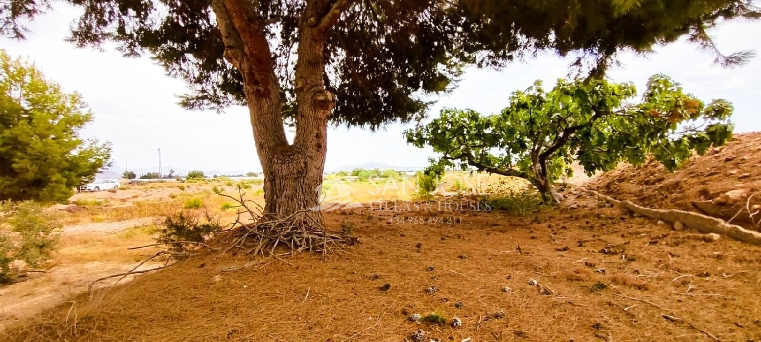  à vendre maison de campagne Novelda Vinalopó Mitjà 6