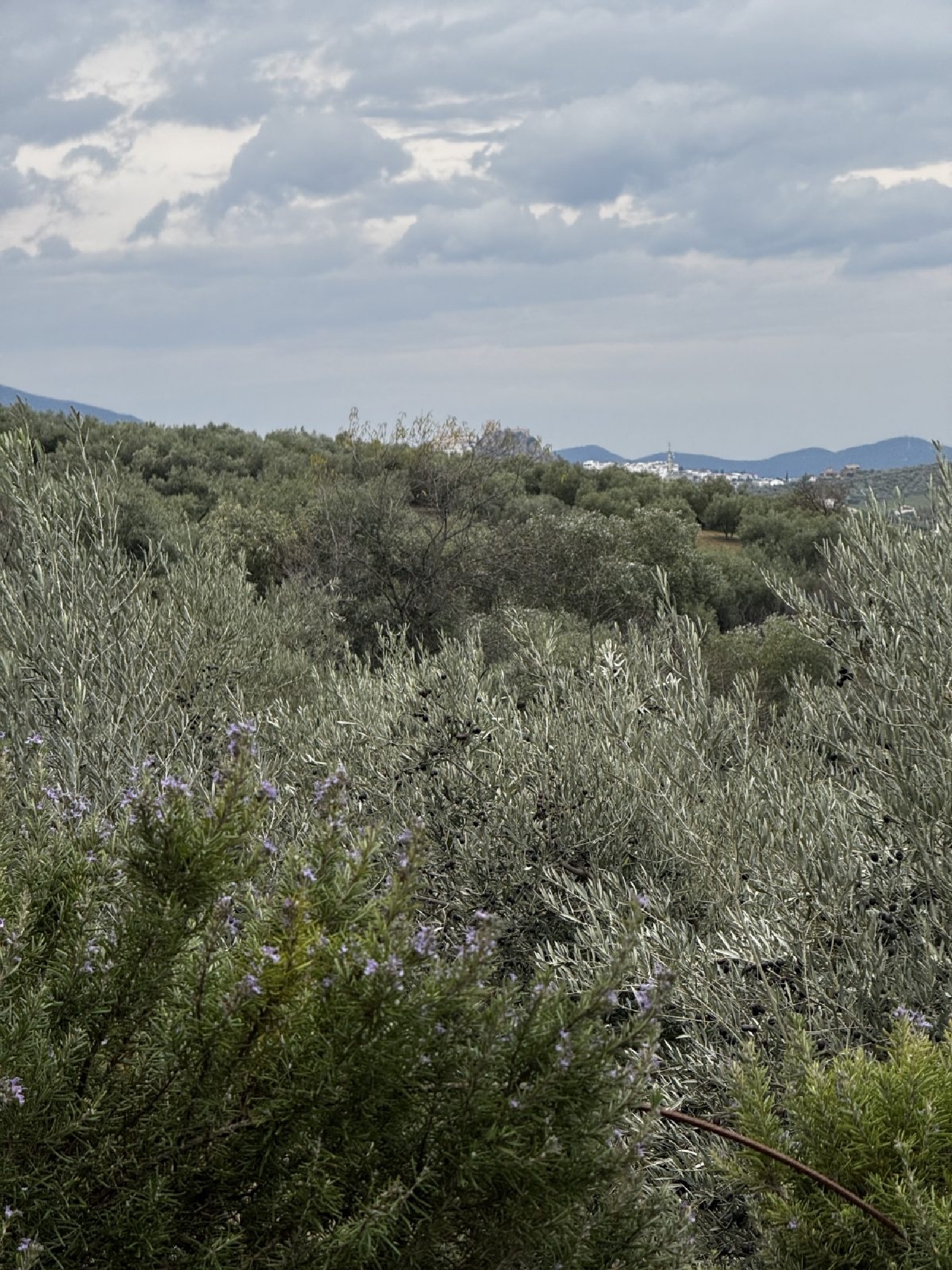 till salu hus på landet Olvera Sierra De Cádiz 12