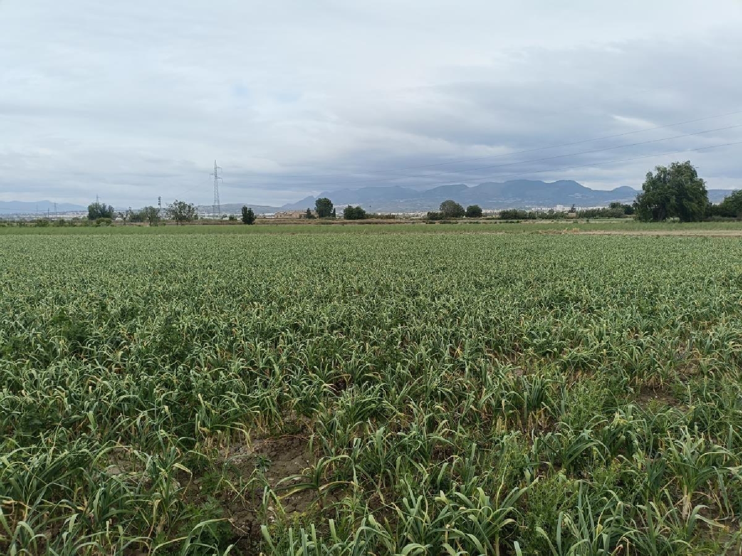  for sale country house Purchil Vega De Granada 3