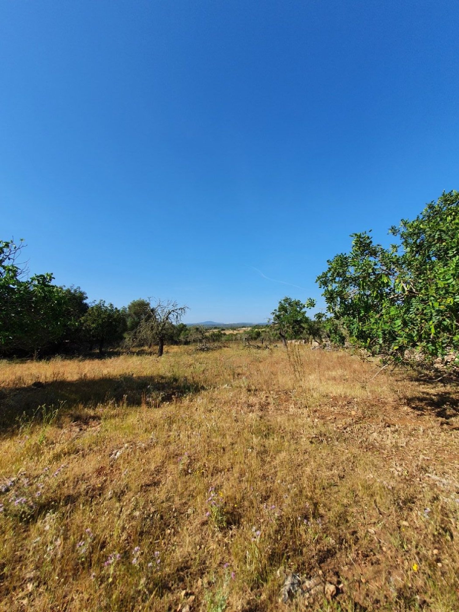  for sale country house Santa Margalida Nord 5