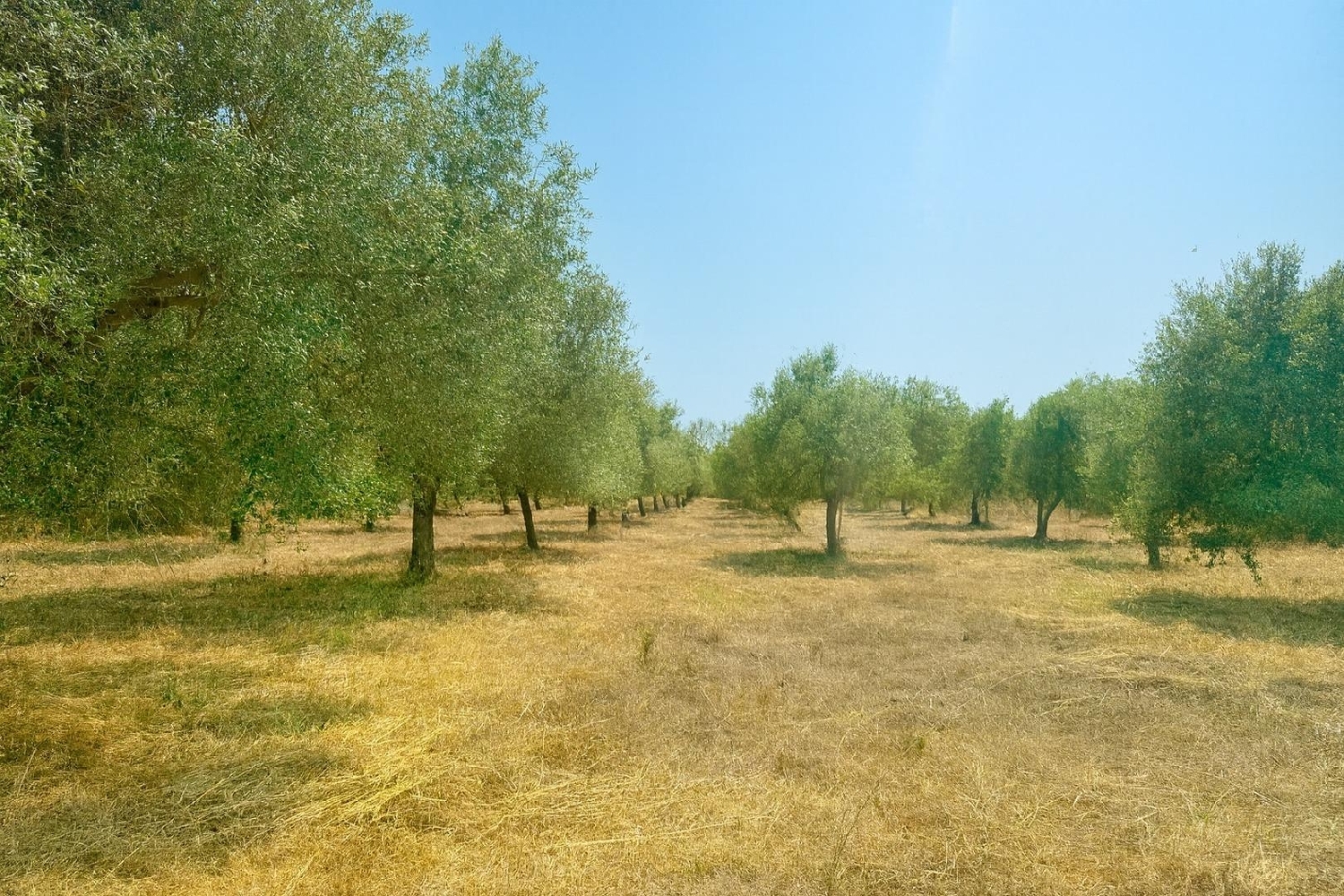  te koop boerderij Ses Salines Sud 2