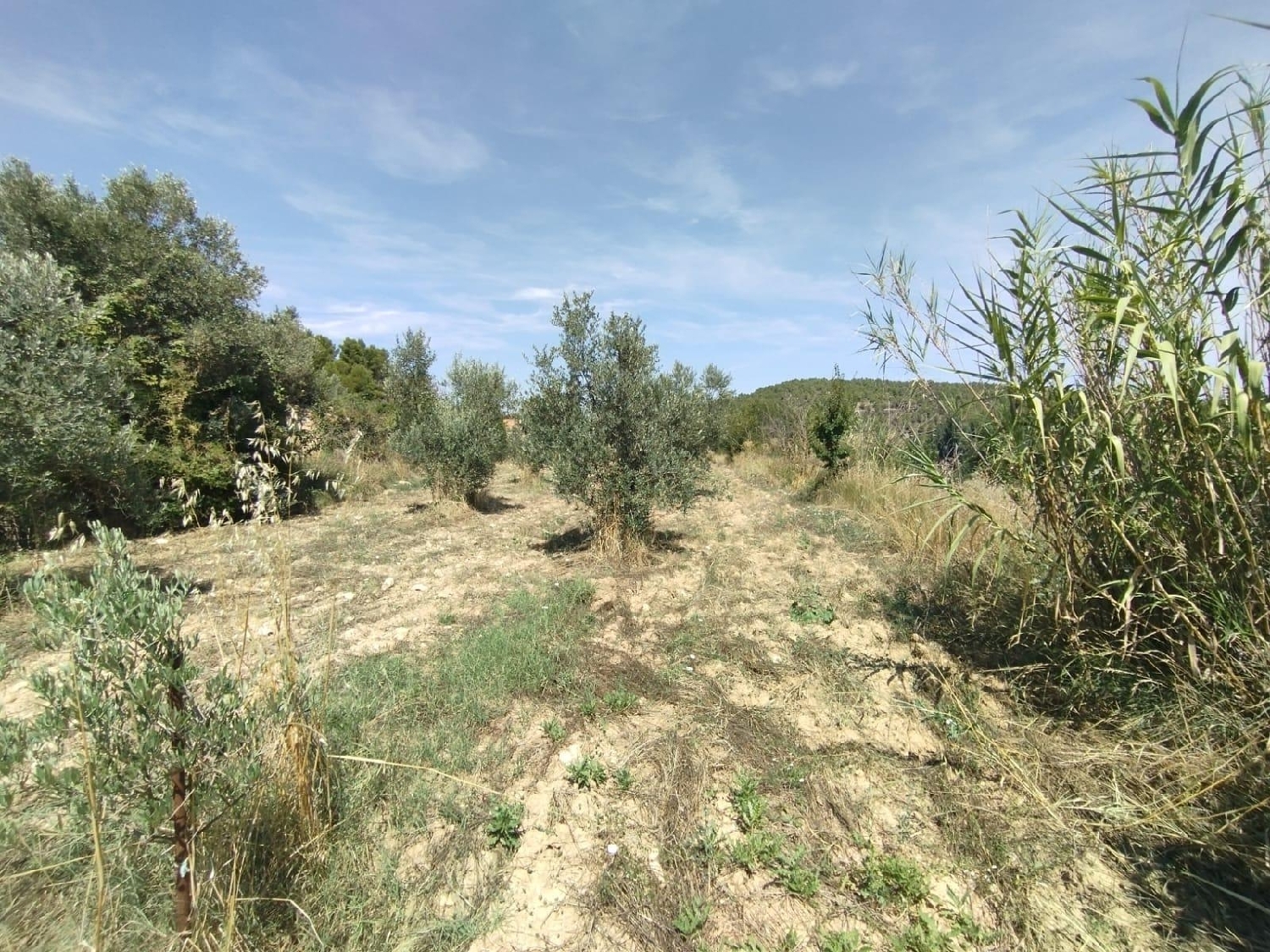 en venta finca rústica Valderrobres Matarraña 3