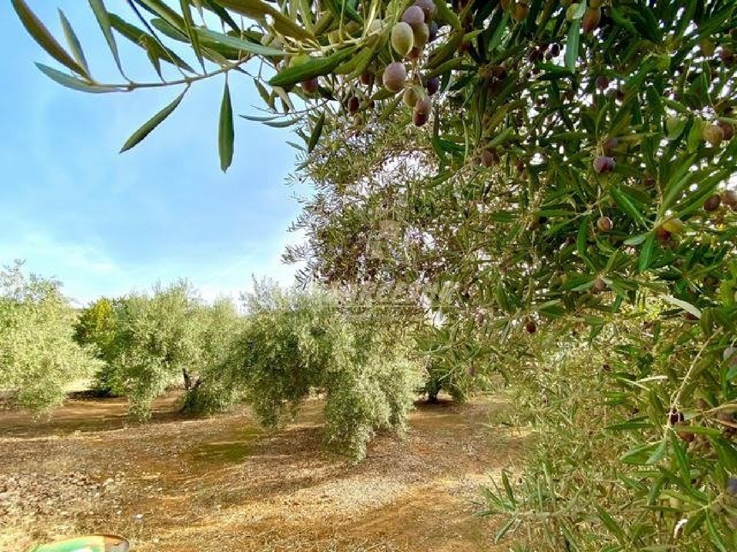 for sale country house Villafranca De Córdoba Alto Guadalquivir 7