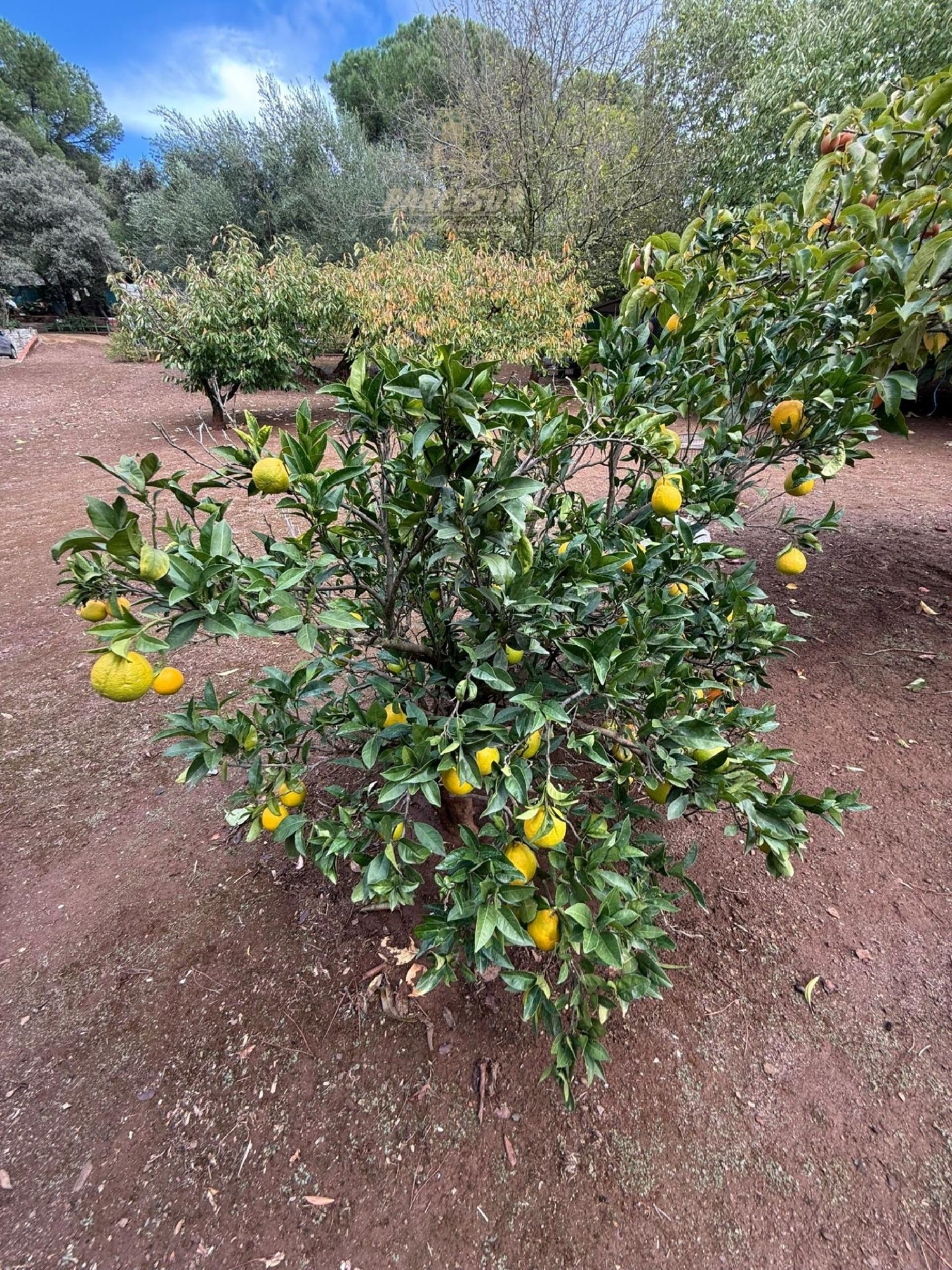  till salu hus på landet Villafranca De Córdoba Alto Guadalquivir 8