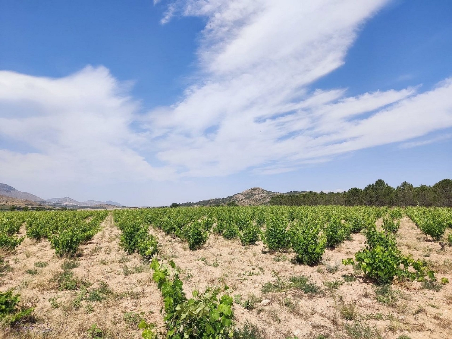  for sale country house Yecla Altiplano 2