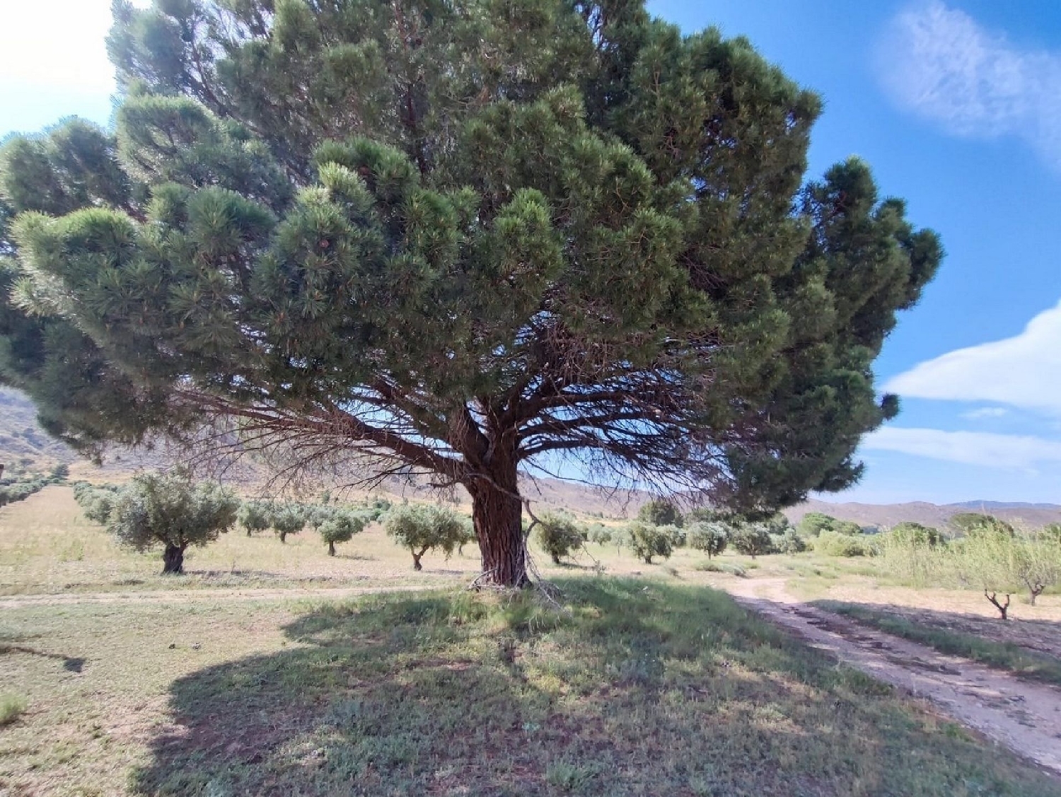  for sale country house Yecla Altiplano 5