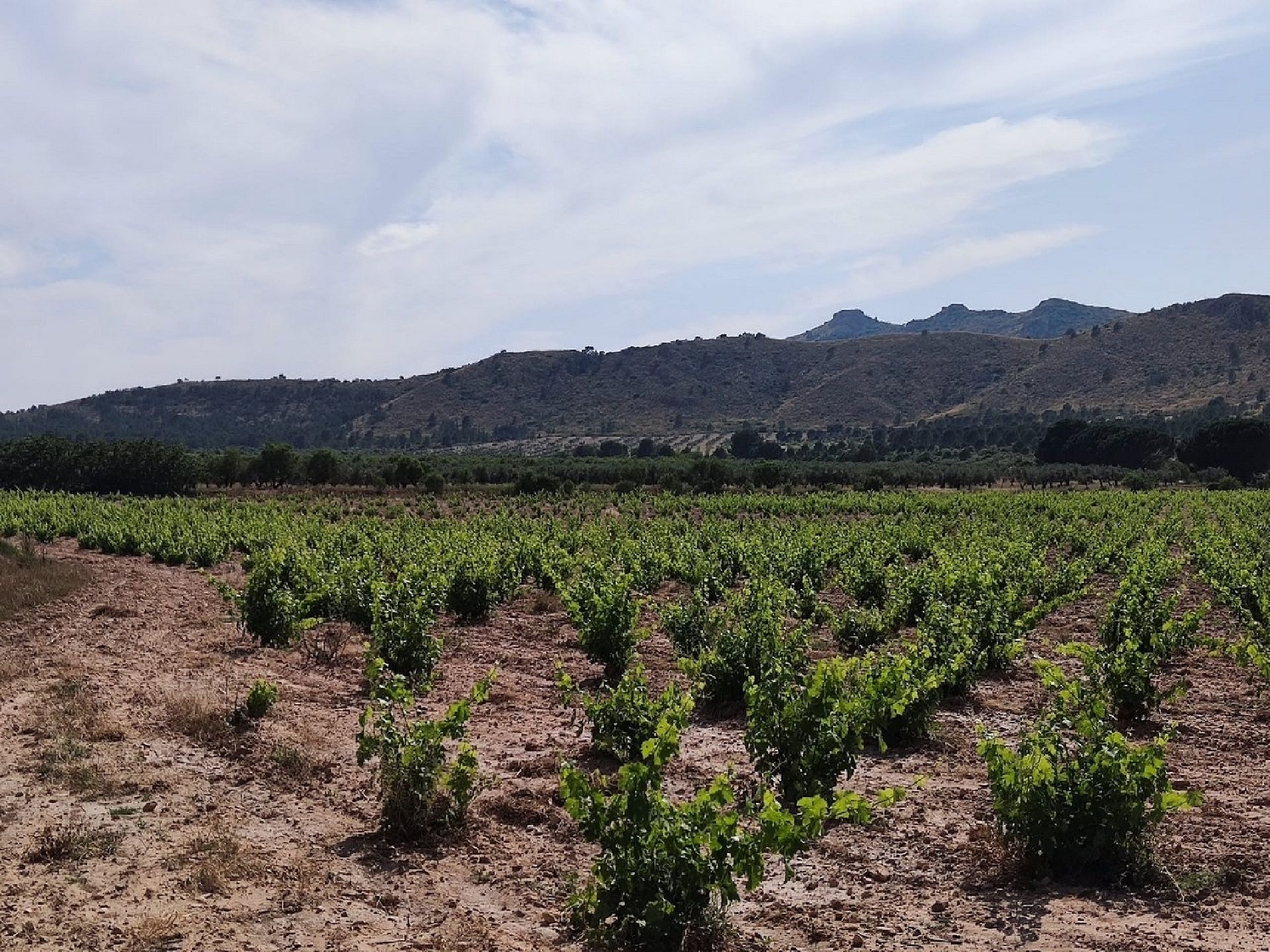  for sale country house Yecla Altiplano 6