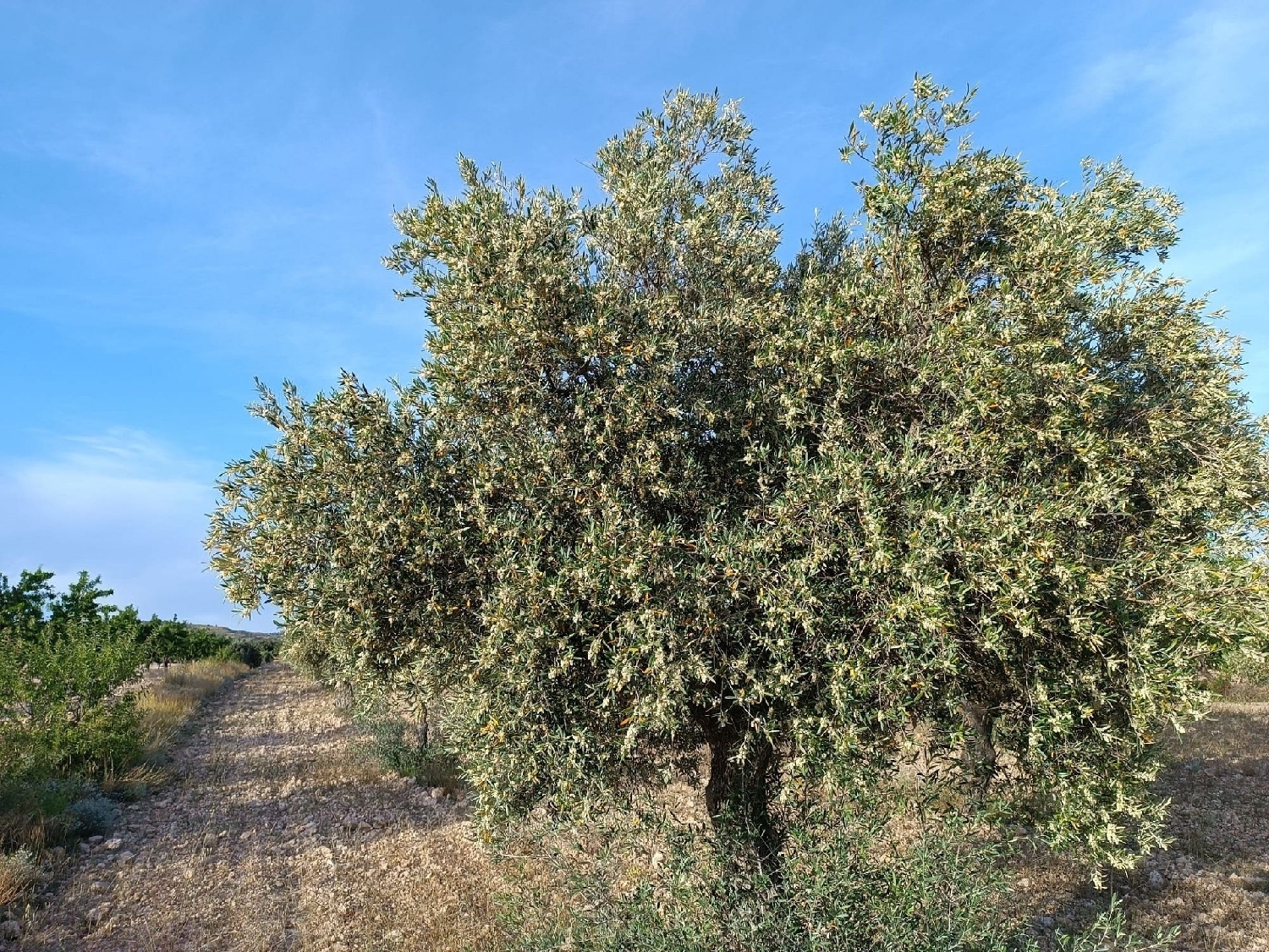  for sale country house Yecla Altiplano 3