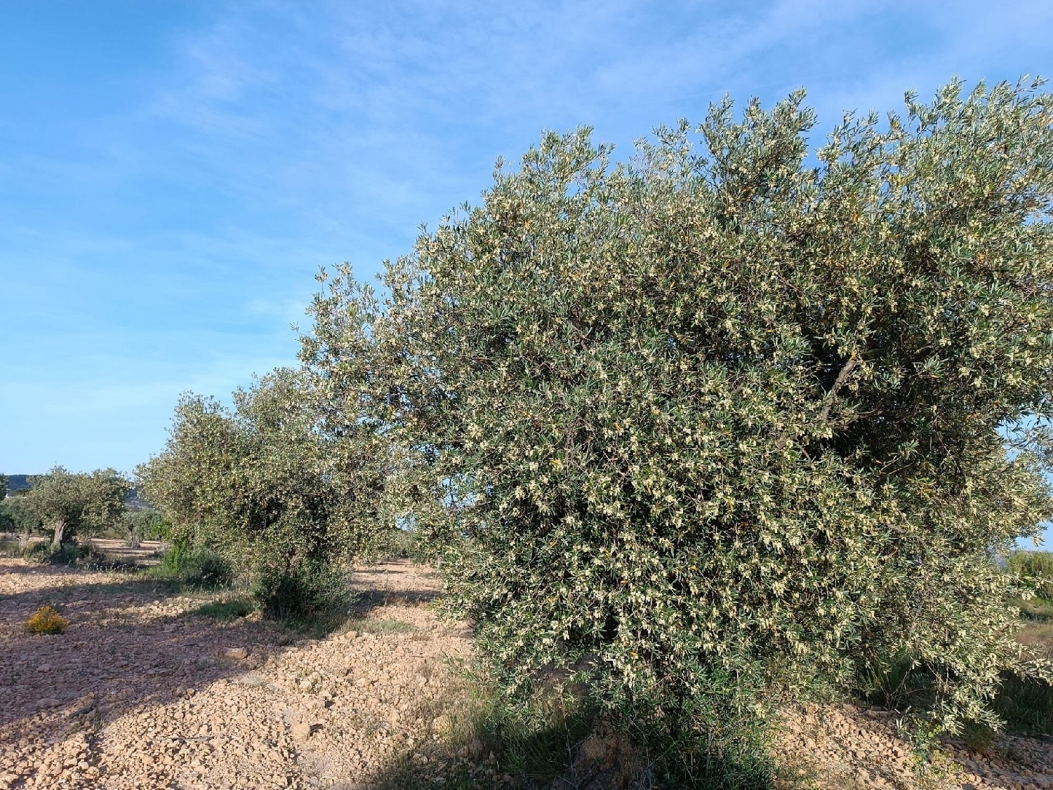  for sale country house Yecla Altiplano 10