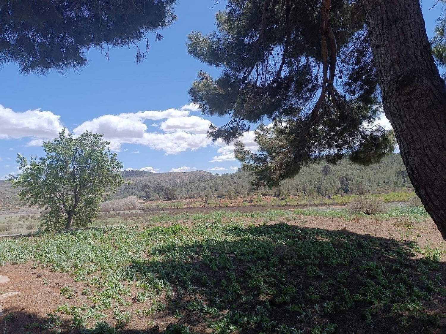  for sale country house Yecla Altiplano 11