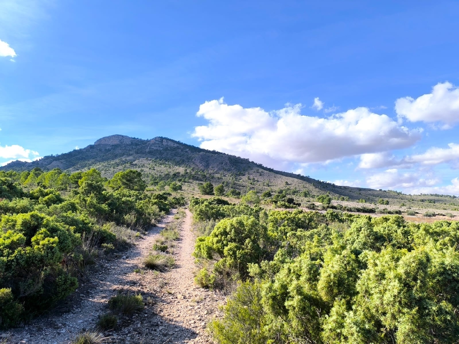  till salu hus på landet Yecla Altiplano 8